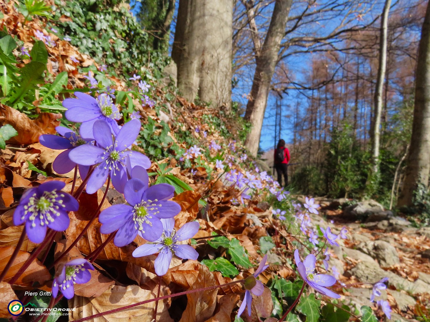 10 Sul sent. 505- Hepatica nobilis (Erba trinità).JPG